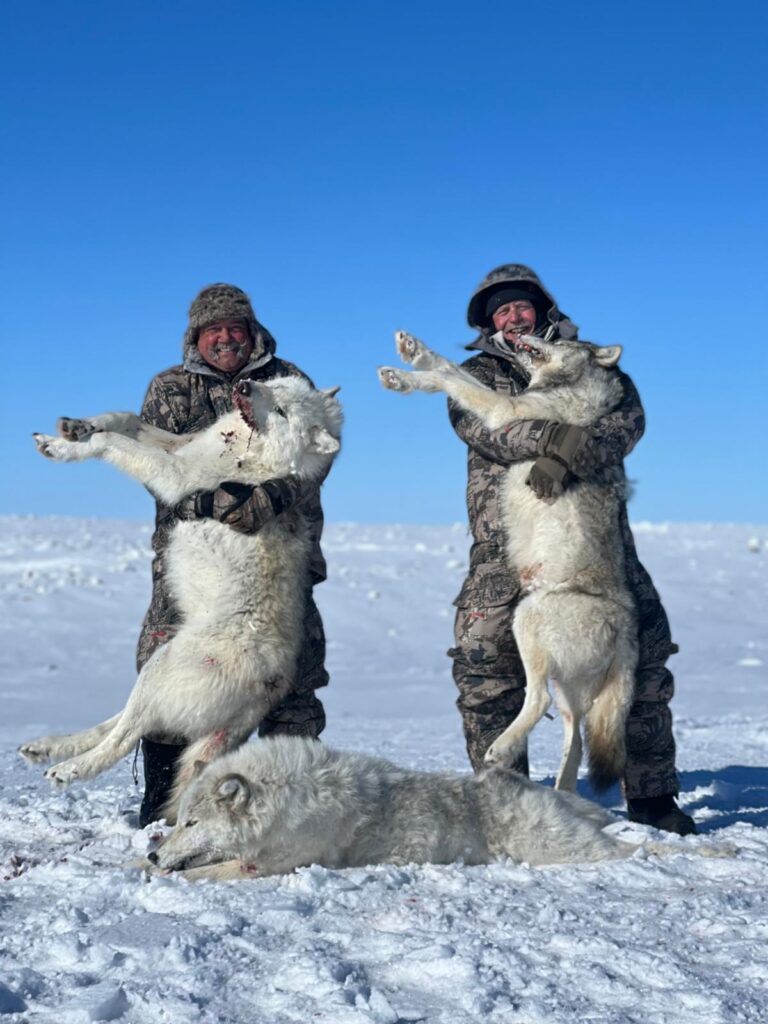 arctic wolf arctic wolf