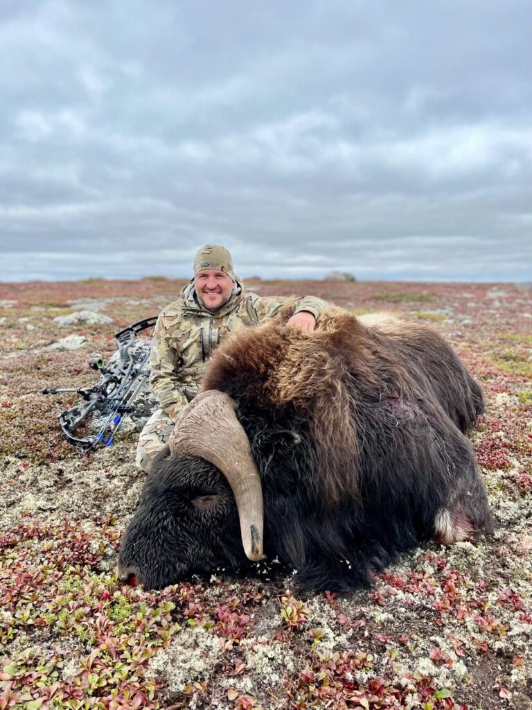 fall barren ground muskox fall barren ground muskox