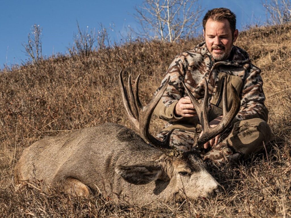 mule deer mule deer