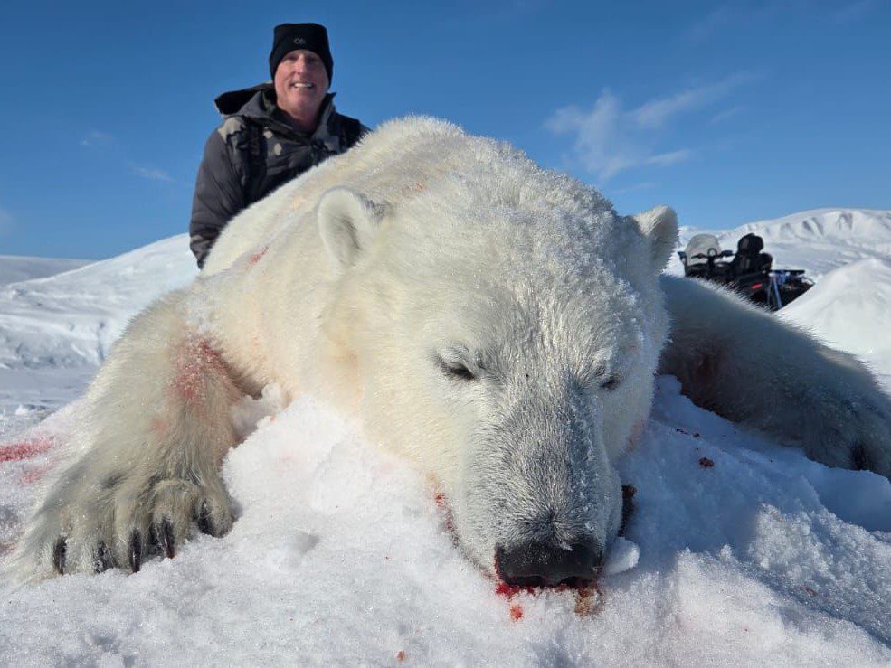 polar bear 2 polar bear 2