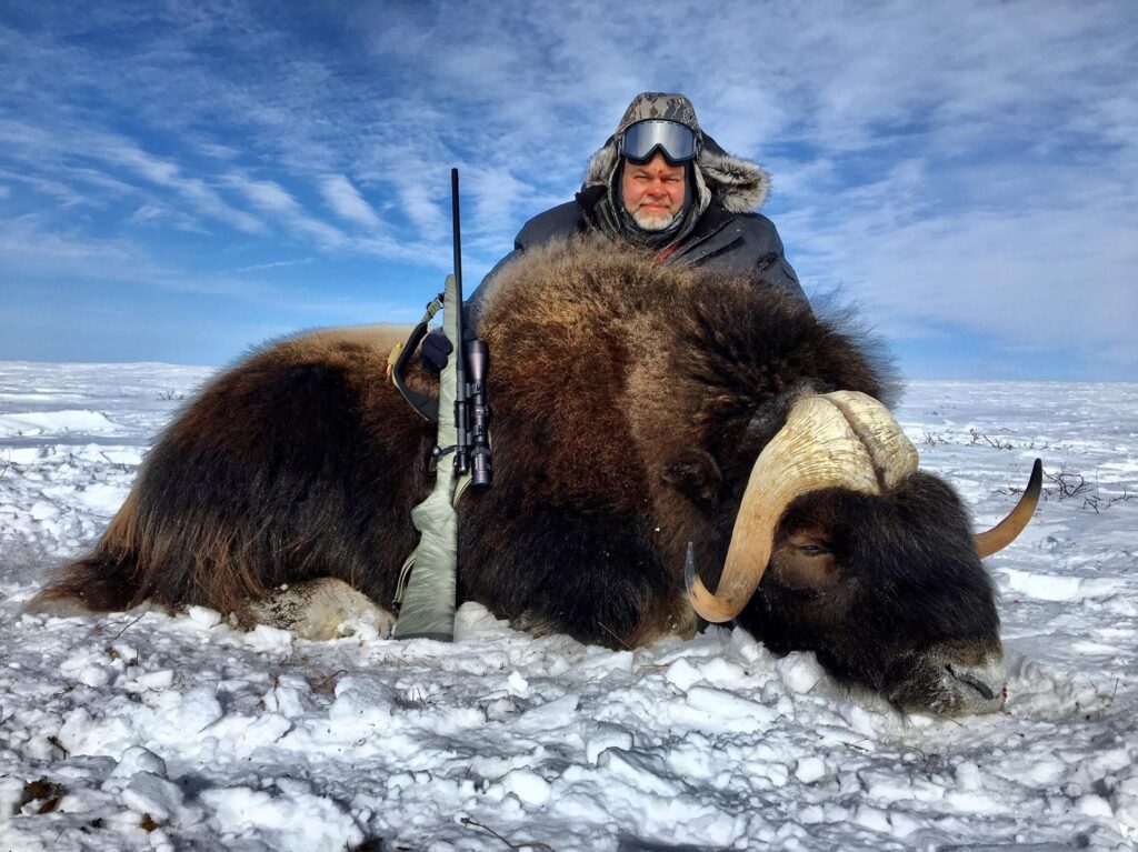 spring muskox pic spring muskox pic