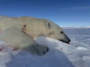 Polar Bear Hunts in the Arctic with Adventure Northwest