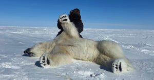 Polar Bear Hunts in the Arctic with Adventure Northwest