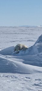 Polar Bear Hunts in the Arctic with Adventure Northwest