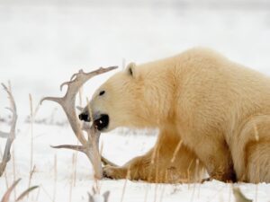 Polar Bear Hunts in the Arctic with Adventure Northwest