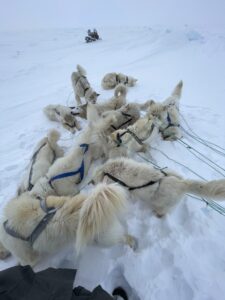 Polar Bear Hunts in the Arctic with Adventure Northwest