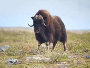 Adventure Northwest Fall Muskox Hunt