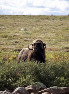 Adventure Northwest Fall Muskox Hunt