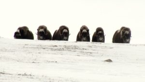Arctic Island Muskox hunt with Adventure Northwest