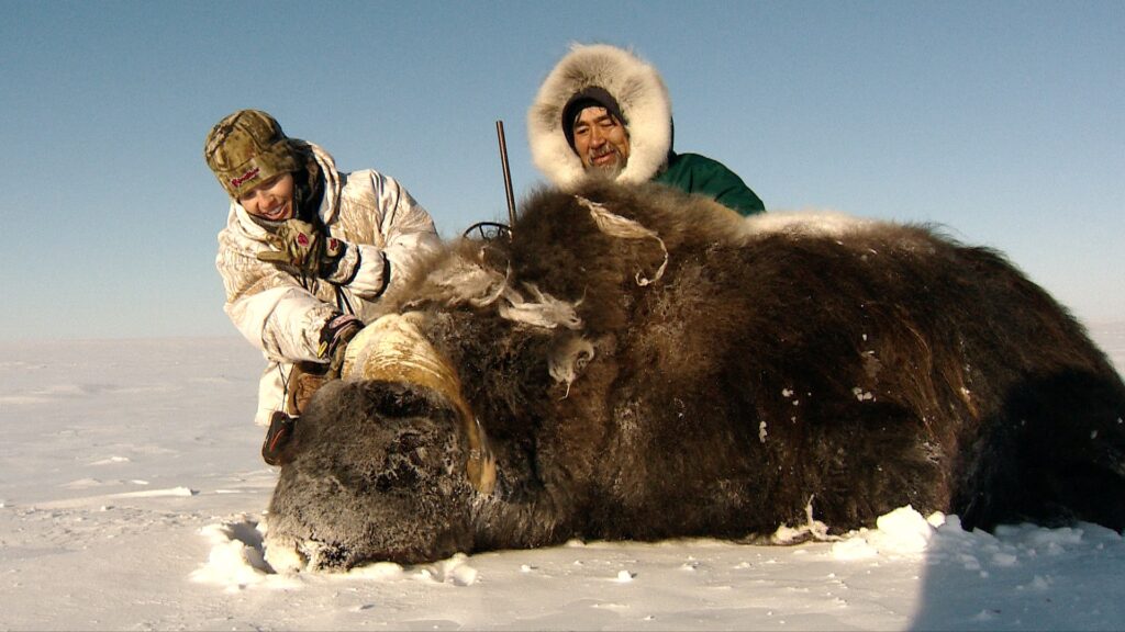 Arctic Island Muskox hunt with Adventure Northwest