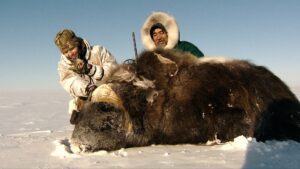 Arctic Island Muskox hunt with Adventure Northwest