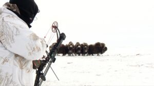 Arctic Island Muskox hunt with Adventure Northwest
