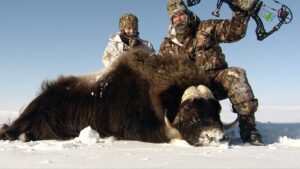 Arctic Island Muskox hunt with Adventure Northwest