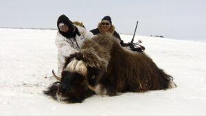 Arctic Island Muskox hunt with Adventure Northwest