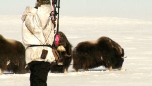 Arctic Island Muskox hunt with Adventure Northwest