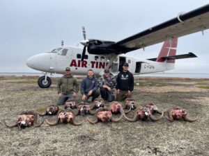 Adventure Northwest Fall Muskox Hunt