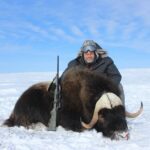 Spring Muskox hunt in the Arctic Circle with Adventure Northwest