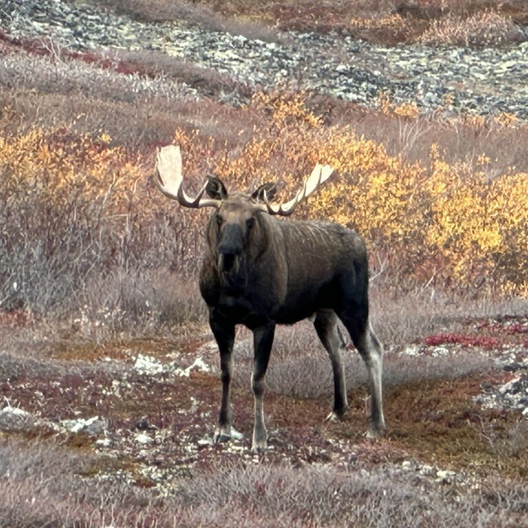 Arctic Moose Hunts with Adventure Northwest