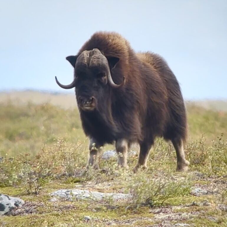 Adventure Northwest Fall Muskox Hunt