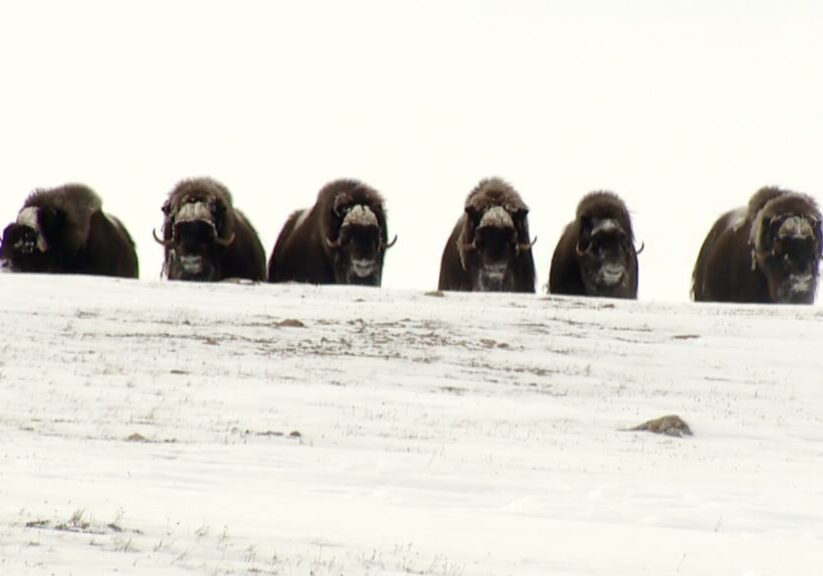 Arctic Island Muskox hunt with Adventure Northwest
