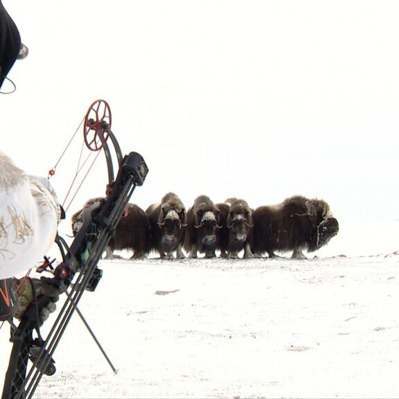 Arctic Island Muskox hunt with Adventure Northwest