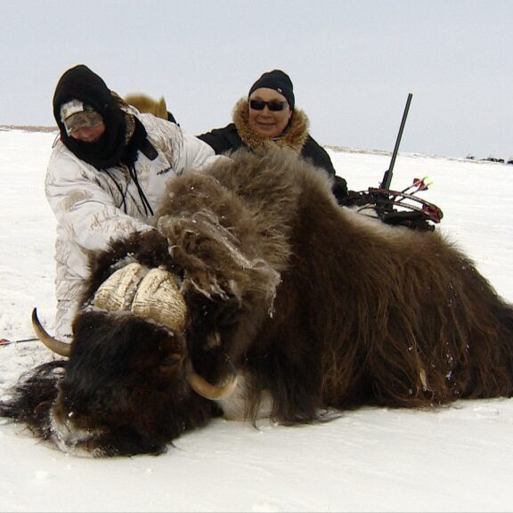 Arctic Island Muskox hunt with Adventure Northwest