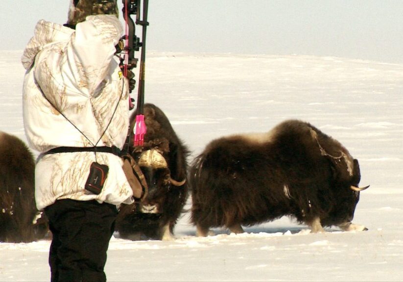 Arctic Island Muskox hunt with Adventure Northwest