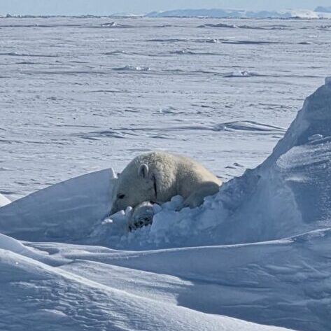 Polar Bear Hunts in the Arctic with Adventure Northwest