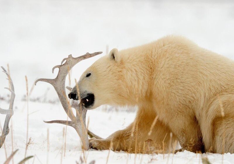 Polar Bear Hunts in the Arctic with Adventure Northwest