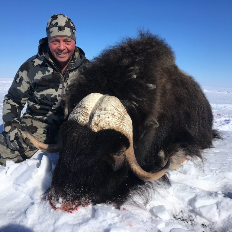 Spring Muskox Hunts with Adventure Northwest