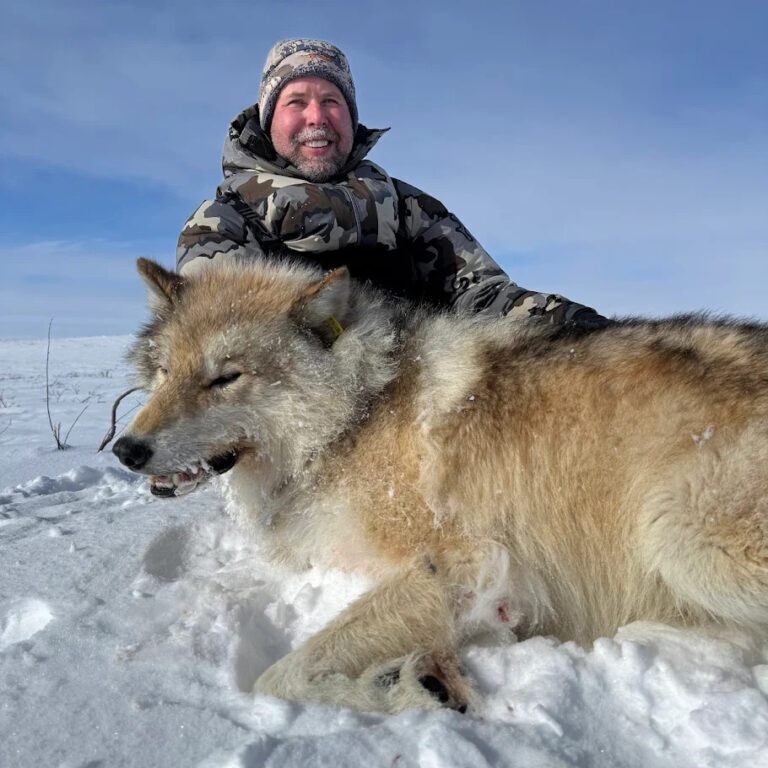 William Holland Wolf Testimonial for Adventure Northwest