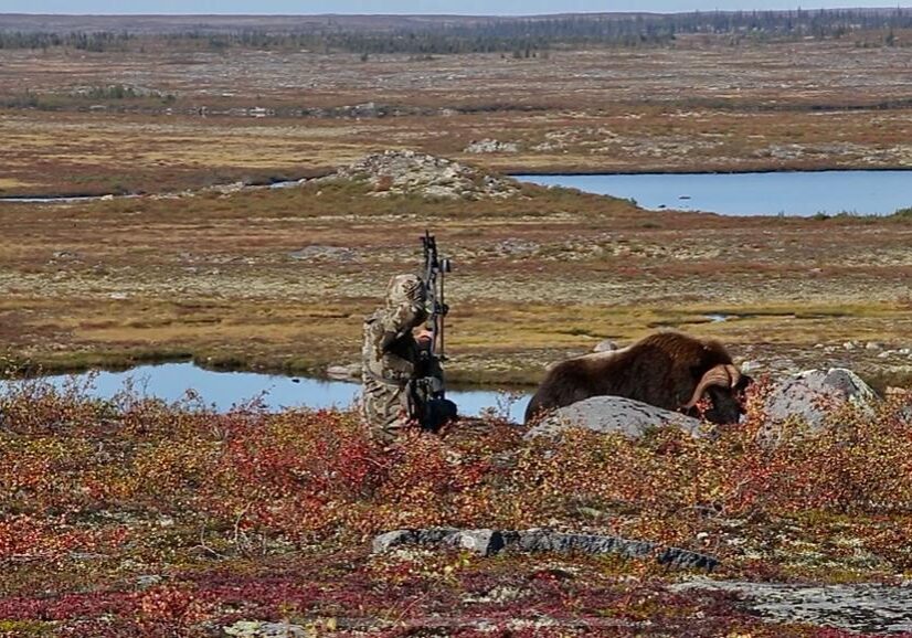 Hunter shooting a Muskox