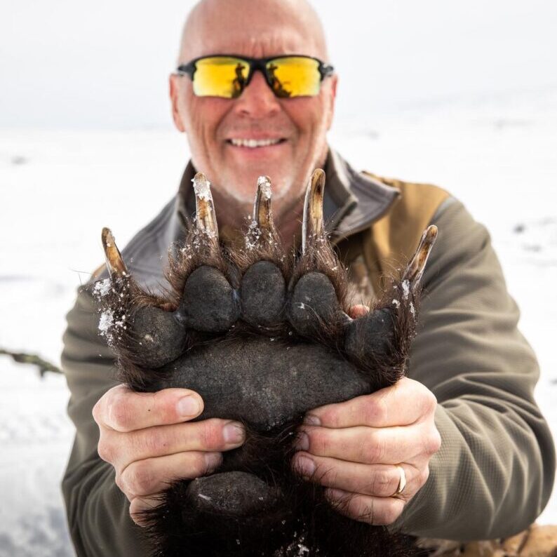 grizzly bear 2 grizzly bear 2