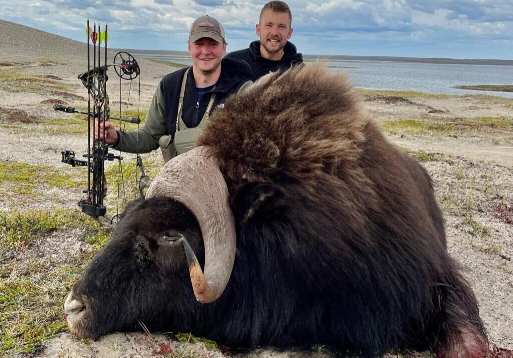 muskox pic muskox pic