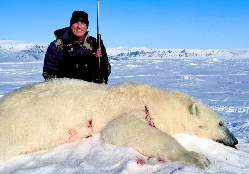 polar bear polar bear